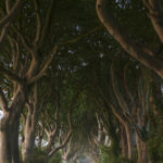 Dark Hedges